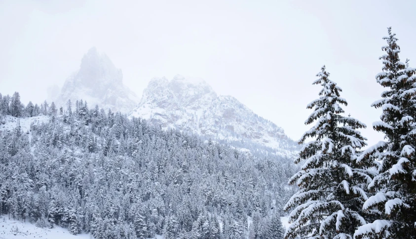 snow covered pine trees on a mountain