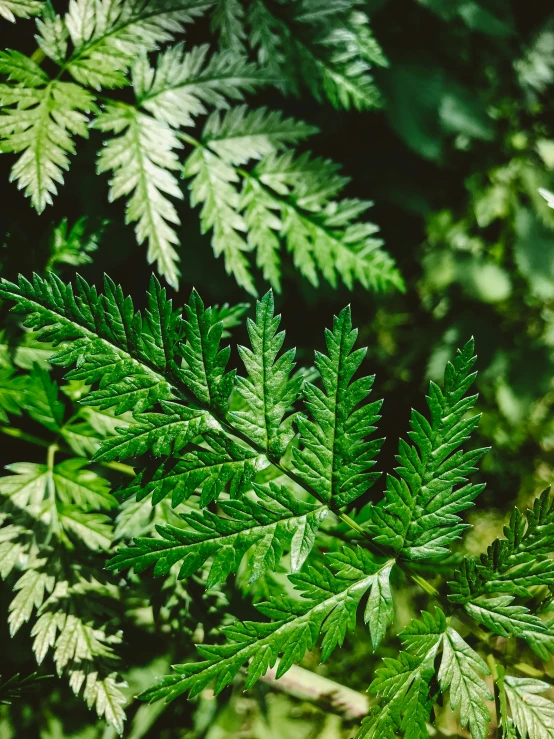 green leaves in the shade of the sun