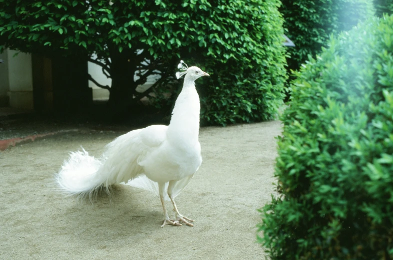 white peacock walking through the middle of a walkway