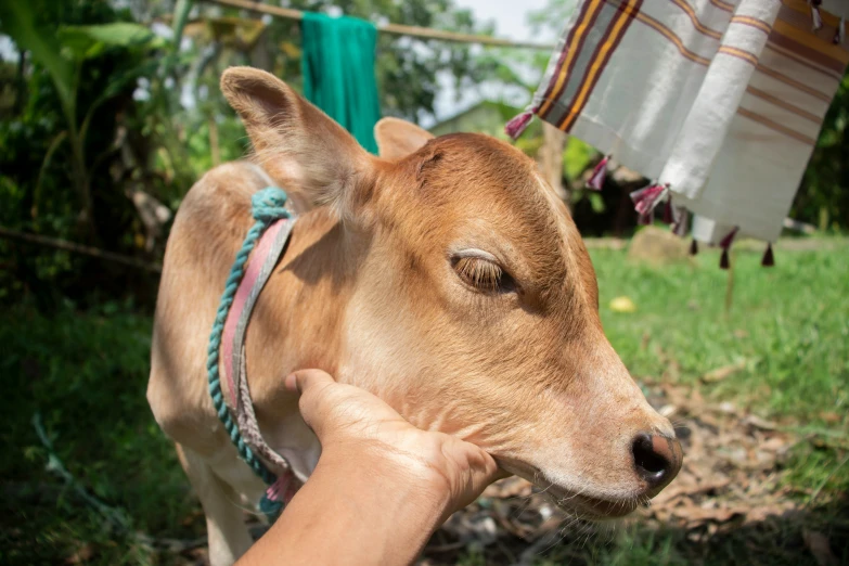 a person petting a brown cow by a clothes line