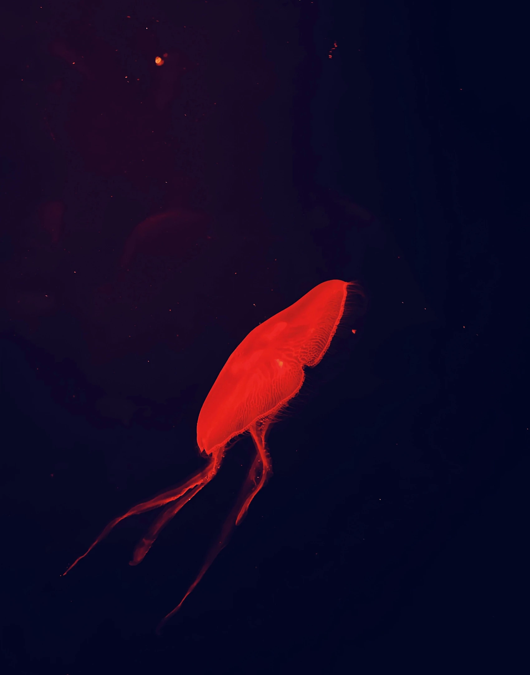 a jelly fish floating in the dark water