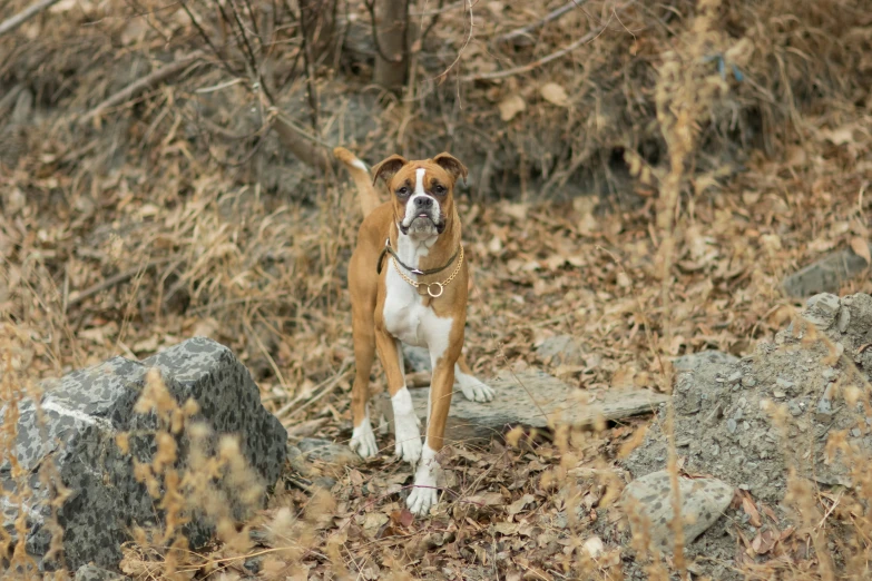 the dog is walking in the dry grass