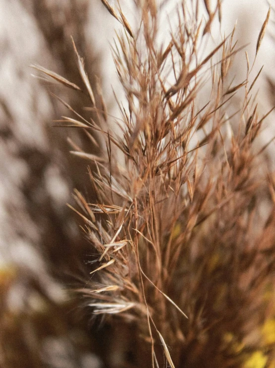 the leaves and nches of a plant are blurry