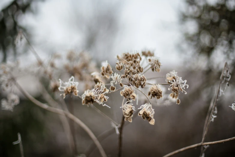 a bunch of frozen plants in the cold