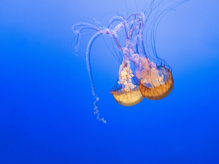 jellyfish in the deep blue water off the coast of fiji