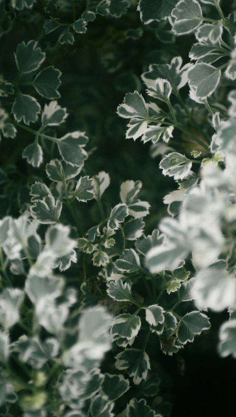 some pretty plants with green leaves