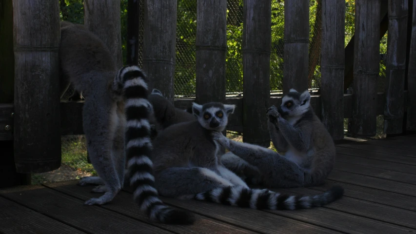 five adult lemursks are standing around an enclosure