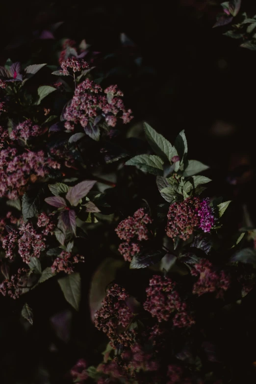 a very pretty purple flower in a green bush