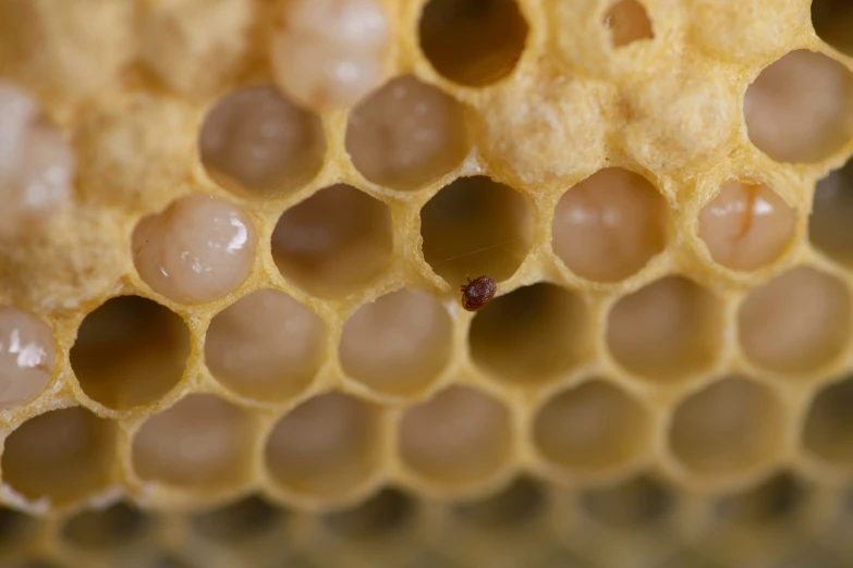 a small red bug inside a hive cell