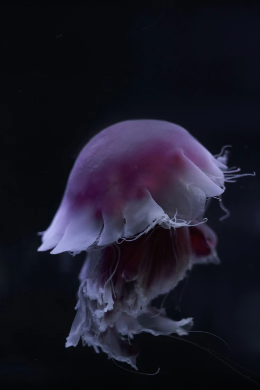 a dead jellyfish on a black background