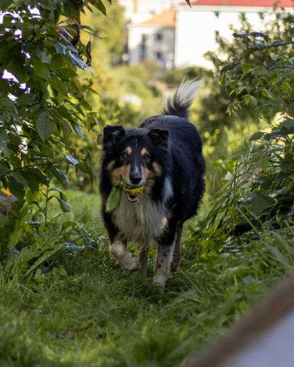 a dog that is walking in the grass