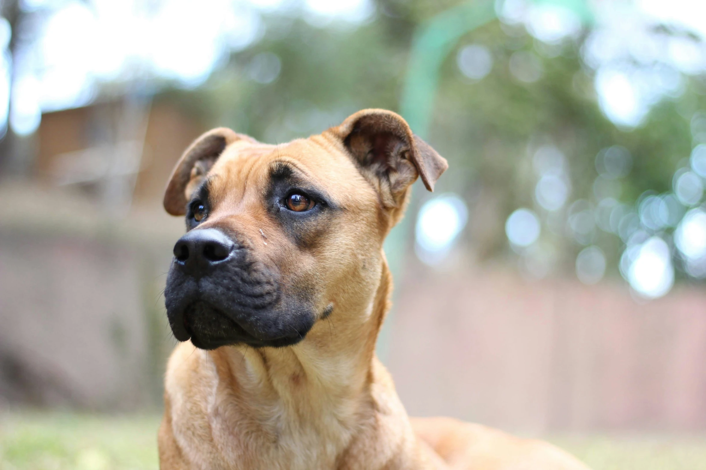 a dog is shown from behind in front of a fence