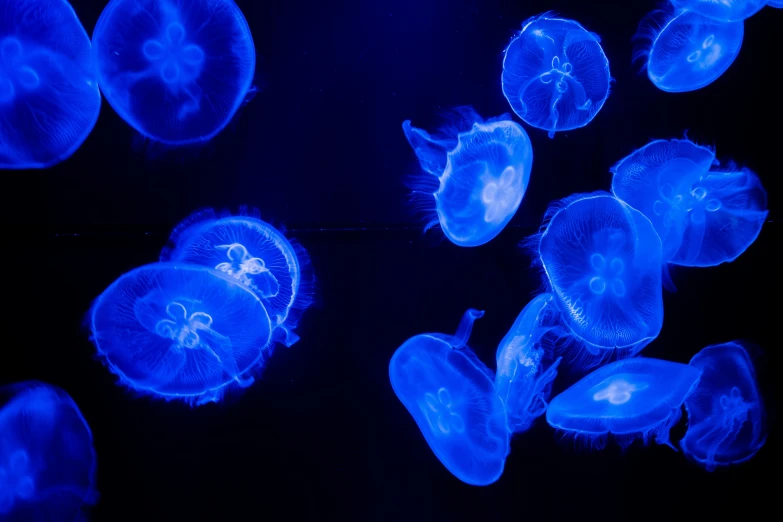 several jellyfish swimming in a black ocean