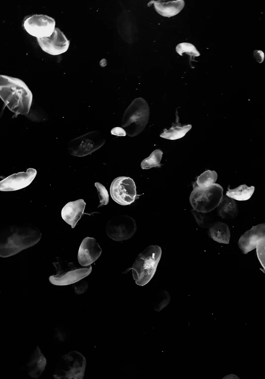 jellyfish swimming through the black water of a pond