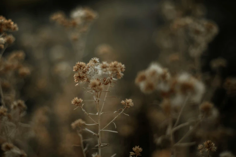 a bunch of dead plants with long stems