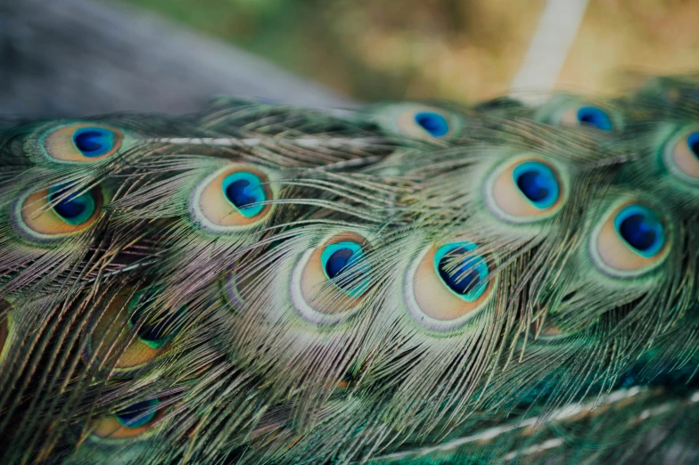 closeup s of a large group of peacock feathers