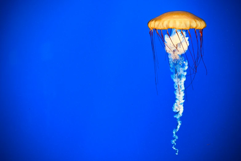 an image of a very strange jellyfish