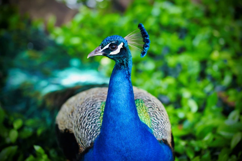 the blue peacock stands in grass looking towards the camera