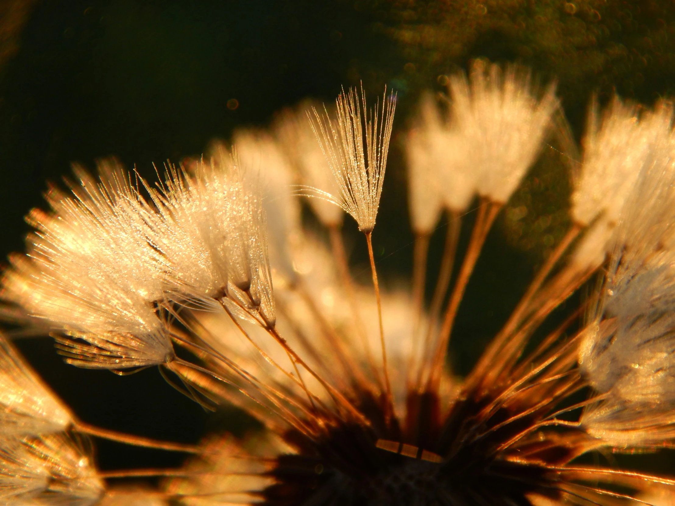 a close up of a dandelion with sunlight reflecting off the leaves