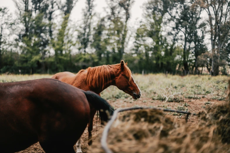 a couple of brown horses are standing in a field