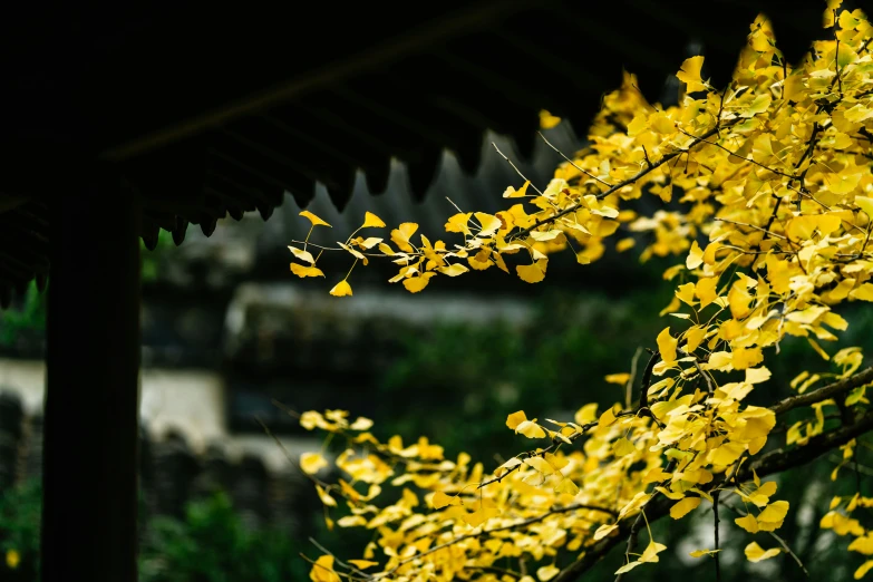 this is an image of a yellow tree