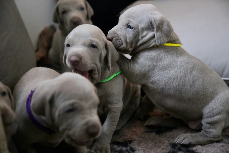 six cute puppy puppies with yellow collars