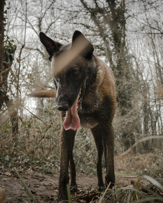 the brown dog with its tongue hanging out