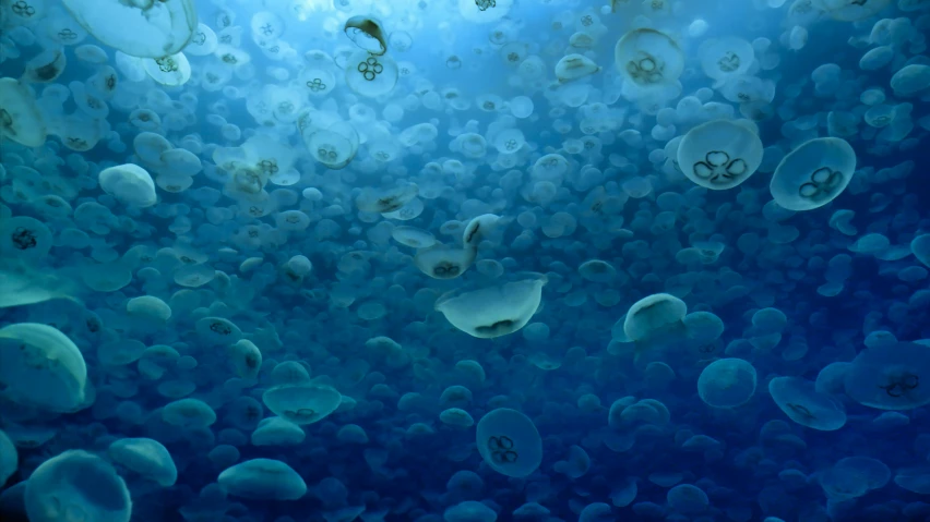 a group of blue jelly fish swimming under water