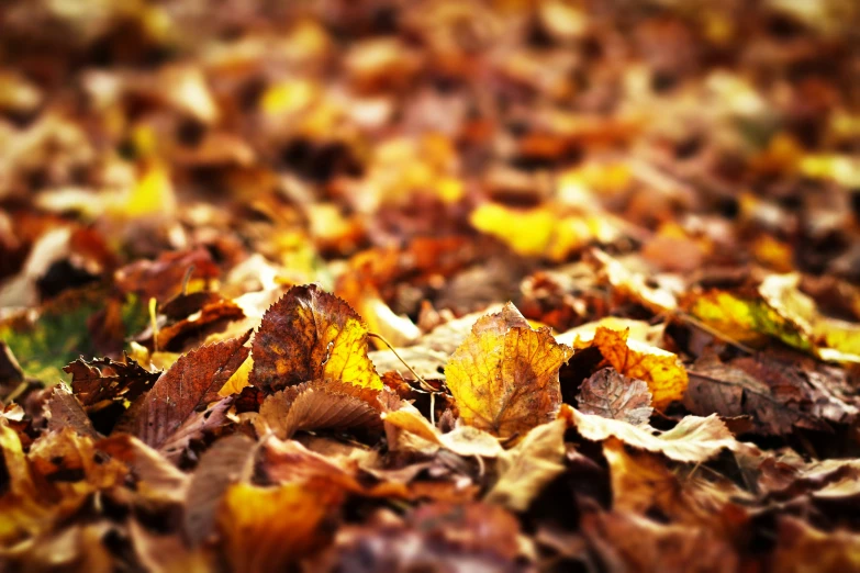 a view of the leaves from behind, which are yellow and brown