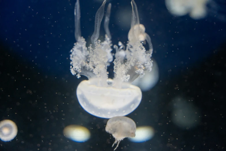 three clear jelly animals floating in water on a black background