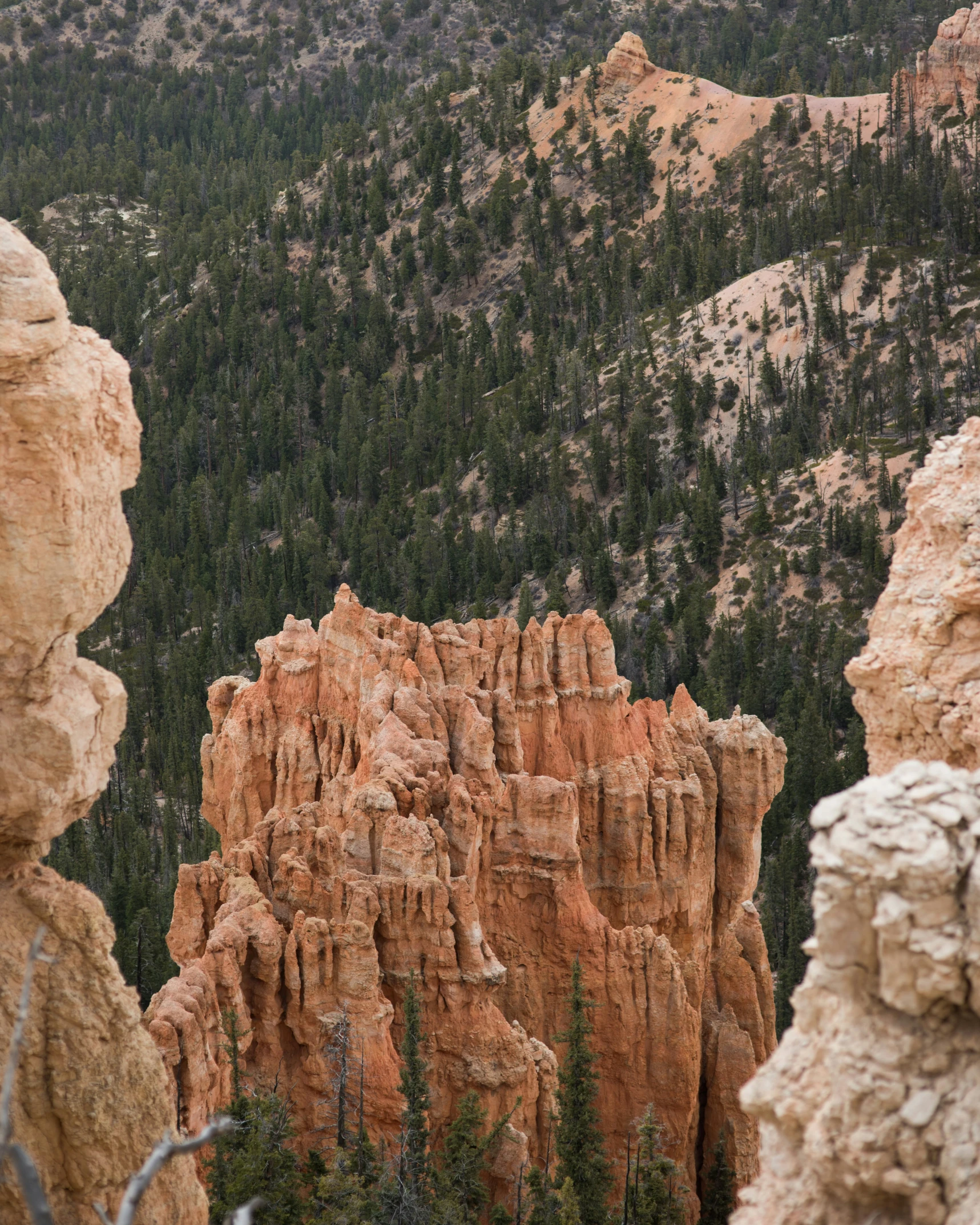 many trees and rocks in the distance