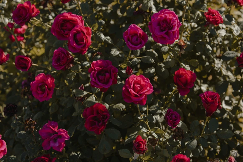 a large bush full of roses in bloom