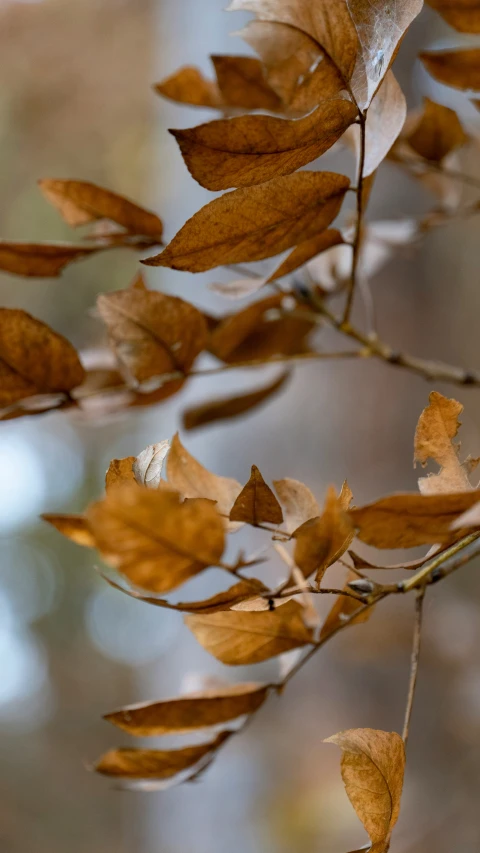 a brown nch with lots of leaves that have fallen