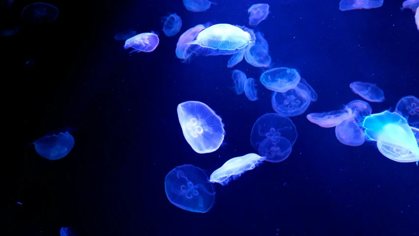 some jellyfish are swimming inside of the tank