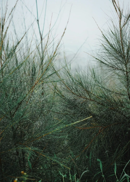 the green stems of a tall plant in the rain