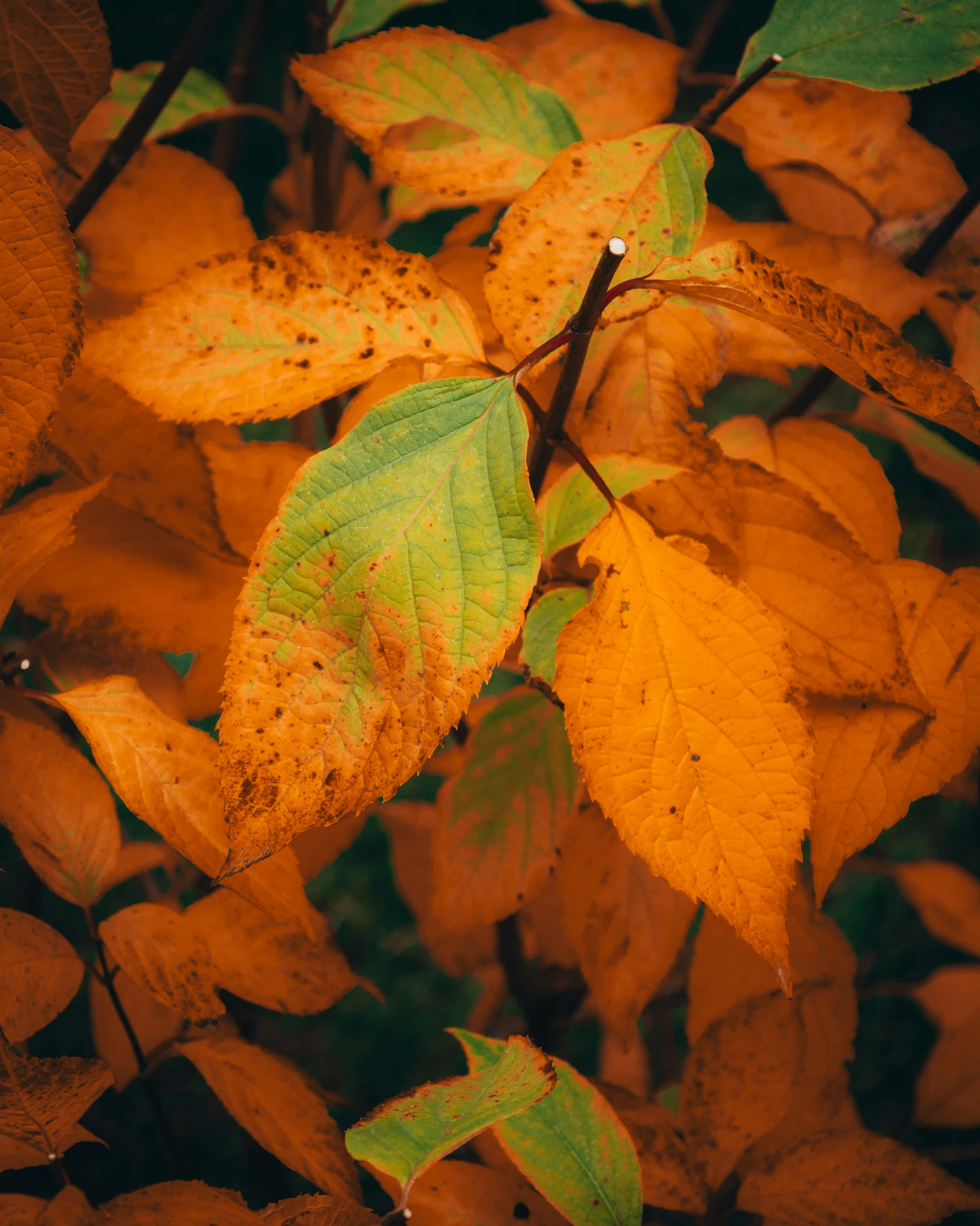 leaves with orange and yellow colors in the foreground