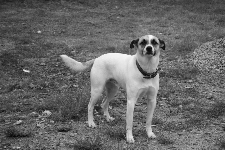 a black and white po of a dog in a field