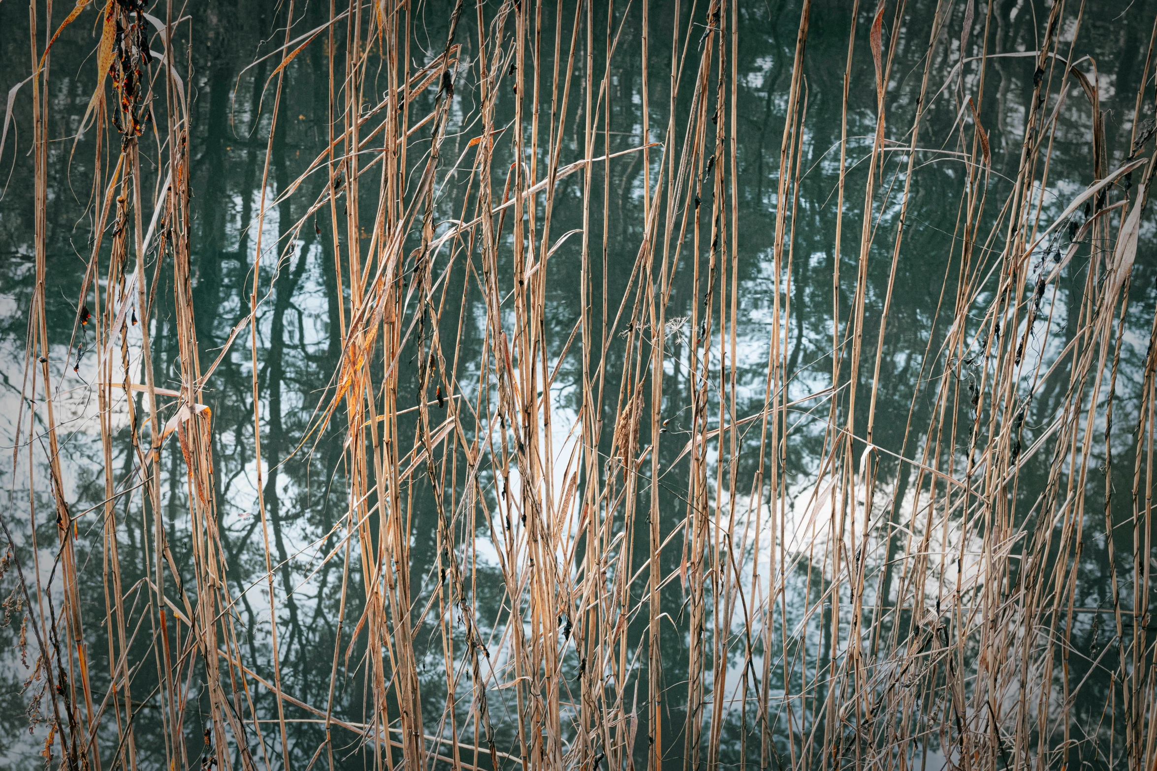 there is a view of the woods and water