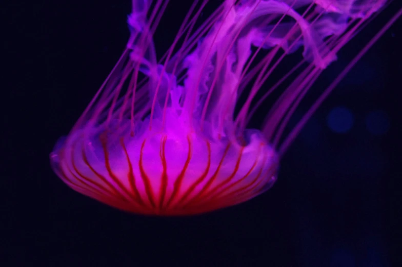 a large pink jelly floating in the water