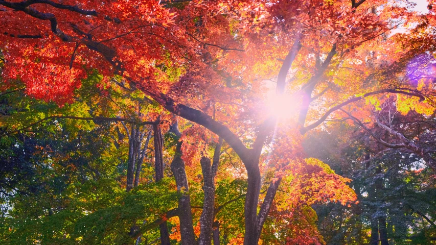 the sun shines brightly through some trees in autumn