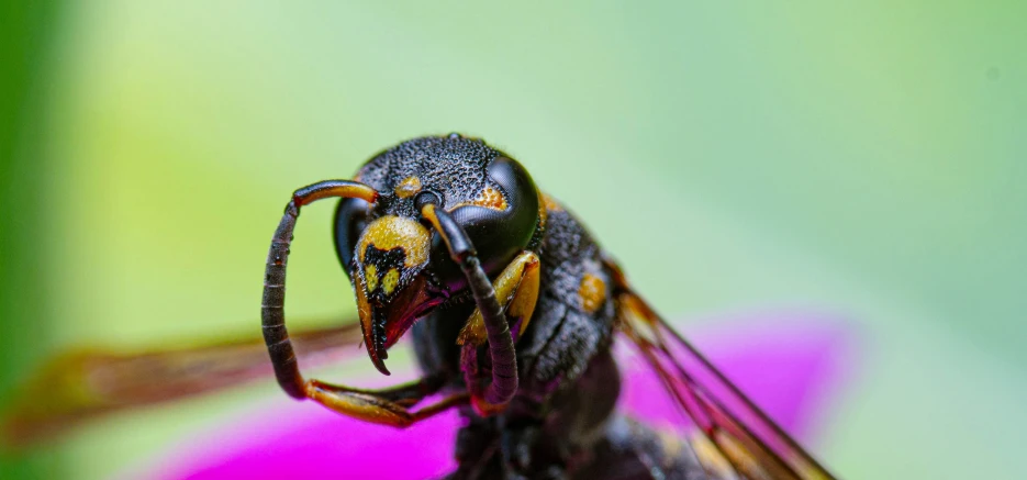 close up po of a yellow and black insect on a flower