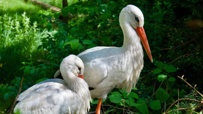 two birds standing on the grass, one is white