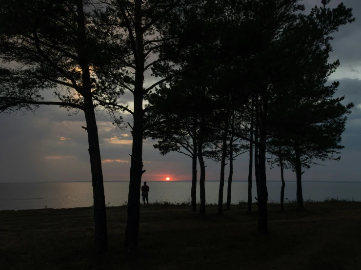 a man stands beneath trees looking at the sunset