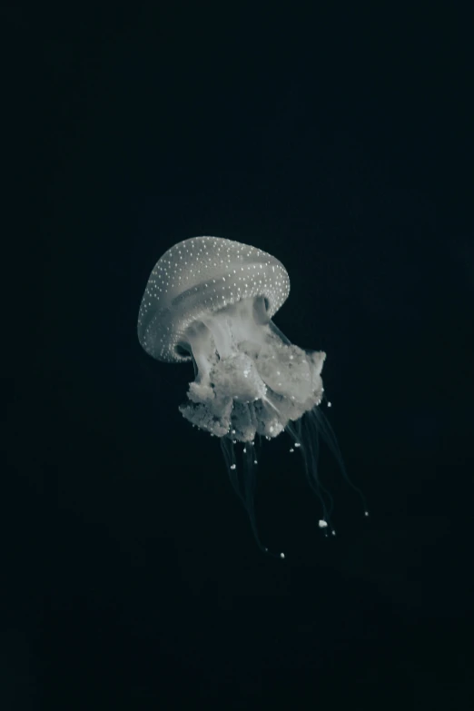 a jellyfish swimming at night on its side