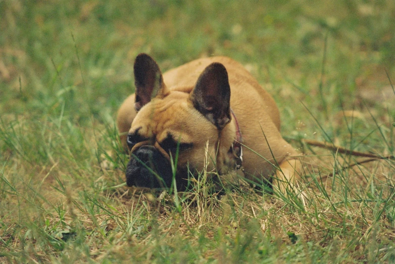 a brown dog lying down in the grass