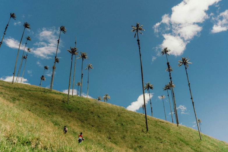 a row of palm trees are on a hill