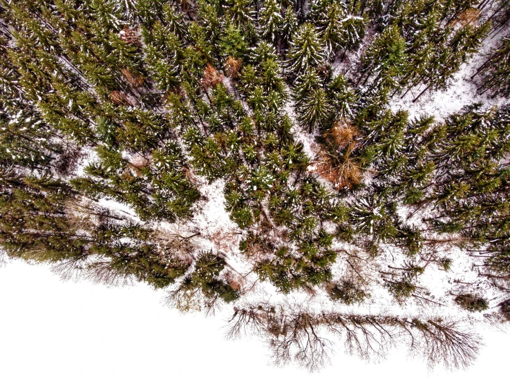 a top down view of some green trees