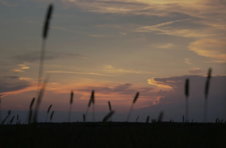 a ze is walking through tall grass as the sun sets