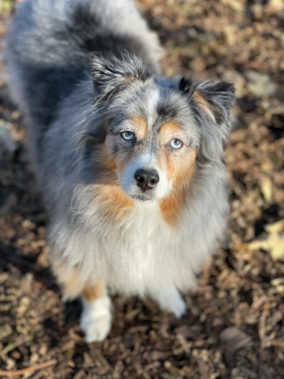 a dog that is standing on some dirt