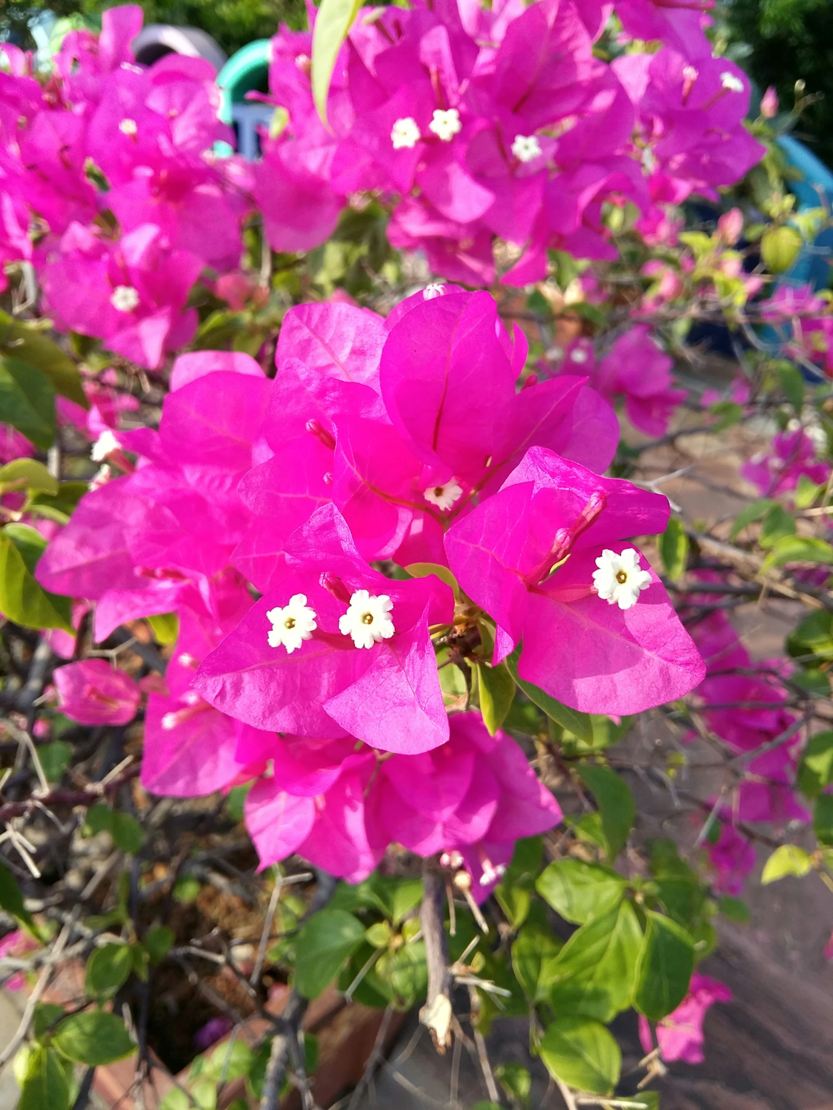 there are a bunch of pink flowers in this plant